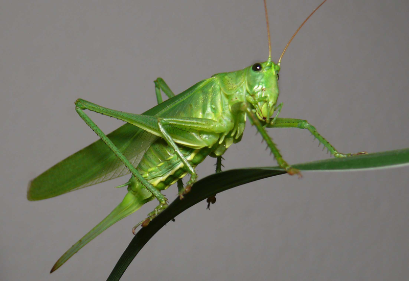 Illustration for article titled I just took a grashopper out of my kitchen window.....